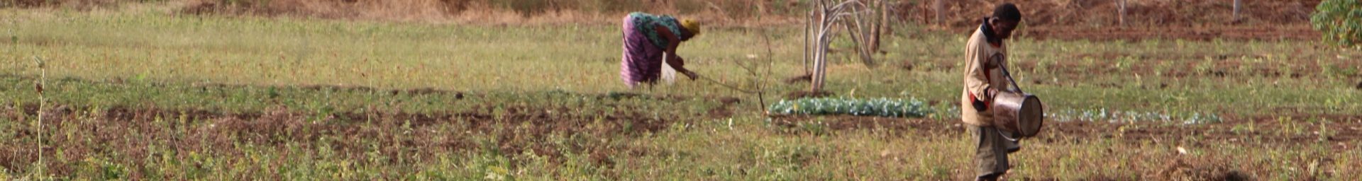 Initiative: Resource Centre on Urban Agriculture and Food Security - Anglophone West Africa